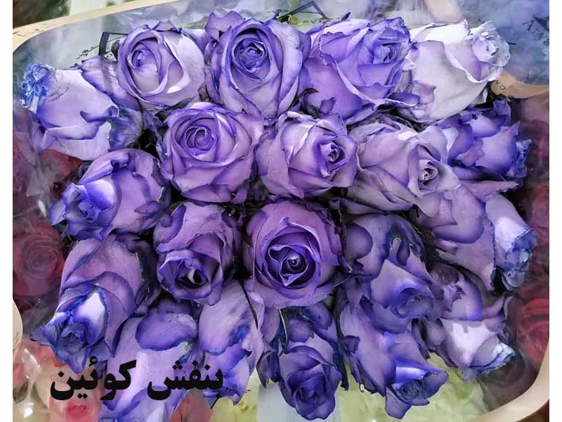 رز هلندی