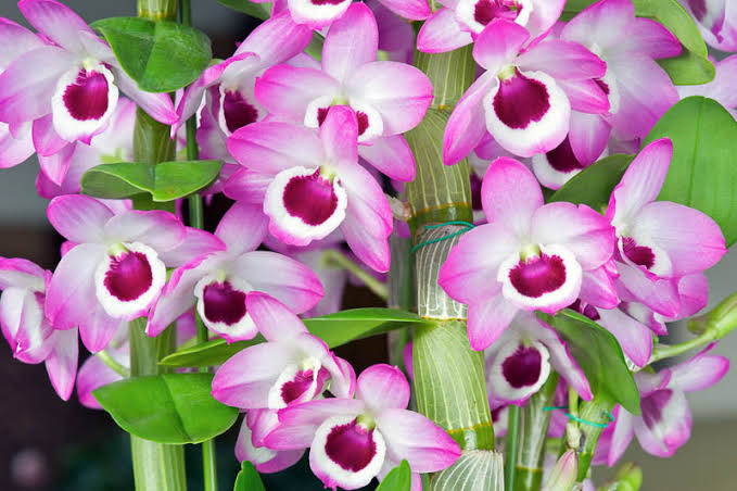ارکیده دندروبیوم